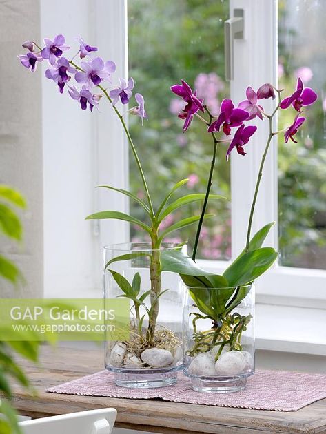 Water Plants Indoor, Repotting Orchids, Indoor Orchids, Plant In Glass, Orchid Plant Care, Orchid Flower Arrangements, Orchid Roots, Diy Garden Fountains, Growing Orchids