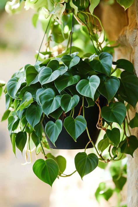 Heartleaf Philodendron (Philodendron hederaceum) is a beautiful and low-maintenance addition to any home! 🌿🏡 With its lush, heart-shaped leaves and trailing vines, this plant is a delightful blend of elegance and ease. Quick to thrive in various light conditions and bursting with air-purifying benefits, Heartleaf Philodendron is perfect for adding a touch of greenery to your indoor space. 🌱✨ #HeartleafPhilodendron #PhilodendronHederaceum #IndoorPlants #EasyCare #AirPurifying #GreenHome Heart Shaped Leaves Plants, Plants Photography Aesthetic, Philodendron Esmeraldense, Philodendron Heartleaf, Indoor Plants For Low Light, Plants For Low Light, Heartleaf Philodendron, Gardening Australia, Philodendron Hederaceum