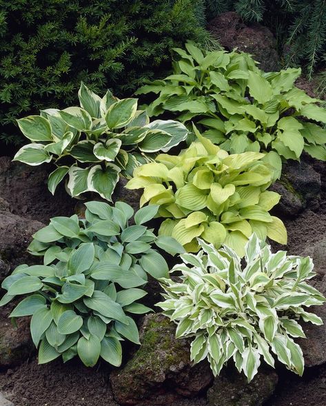 PRICES MAY VARY. FRESH HOSTA ROOTS: Fresh dug hosta plants to grow. Get a colorful mix to liven your garden or landscape. AMAZING GARDEN COLOR: Add this stunner mix to you garden or containers and be rewarded with the beauty of its blooms all season NON-GMO: Good for the environment and bees and Monarch Butterflies like these alot! CZ GRAIN GUARANTEE: We guarantee these trees to grow fast and change the scenery! Fresh dug hosta plants to grow. Get a colorful mix to liven your garden or landscape Hosta Plantaginea, Seeds Color, Hosta Gardens, Bonsai Seeds, Hosta Plants, Outdoor Flowers, Hardy Perennials, Blooming Plants, Plant Roots