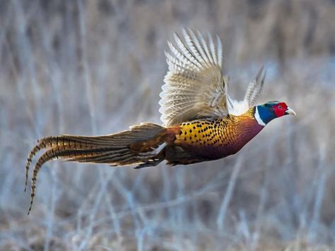 Ring-necked Pheasant Male Green Pheasant, Upland Bird Hunting, Ring Necked Pheasant, Pheasant Hunting, Bird Hunting, Turkey Hunting, Game Birds, All Birds, Pheasant