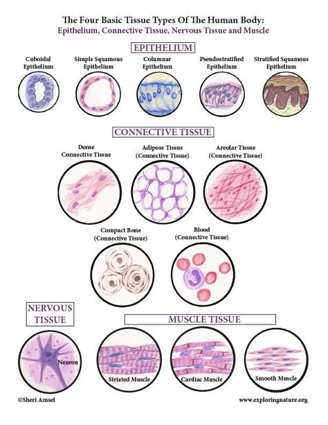 Tissue Biology, Diagnostic Medical Sonography, Study Biology, Basic Anatomy And Physiology, Nurse Study Notes, Nursing Student Tips, Tissue Types, Medical Student Study, Medical Laboratory Science