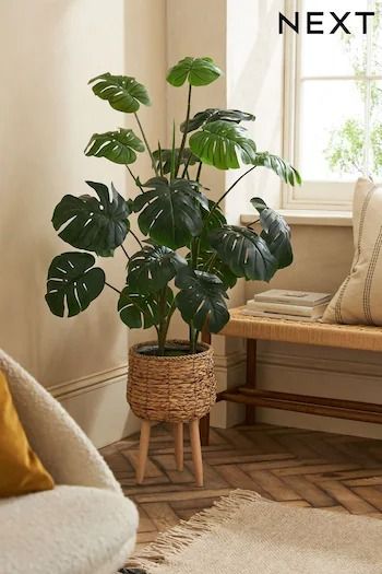 Living Room | Next UK Indoor Plants Styling Living Rooms, Interior Plants Decoration, Indoor Plants Styling, Rattan Planters, Casa Retro, Fake Plants Decor, Living Room Plants, Cheese Plant, Basket Wall Decor