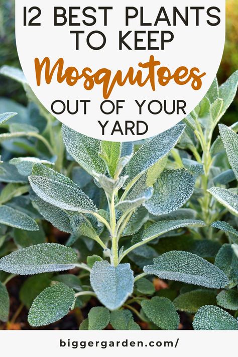 Discover 12 Best Plants to Keep Mosquitoes Out of Your Yard This Summer, including Plants That Keep Mosquitoes Away, Plants That Repel Bugs, and Plant That Repel Mosquitos. Explore Plants Against Mosquitos, Plants That Ward Off Mosquitos, and Mosquitoes Repellent Plants. Find Mosquito Porch Ideas and Plants For Bug Repellent and Mosquito Repellent. Plants For Mosquitoes, Yard Mosquito Repellent, Natural Remedies For Mosquito Repellent, Best Plants To Repel Mosquitoes, Best Plants For Mosquito Repellent, Natural Mosquito Repellent For Yard, Plants To Deter Mosquitos, Plants For Mosquito Repellant, Misquote Repellent Potted Plants