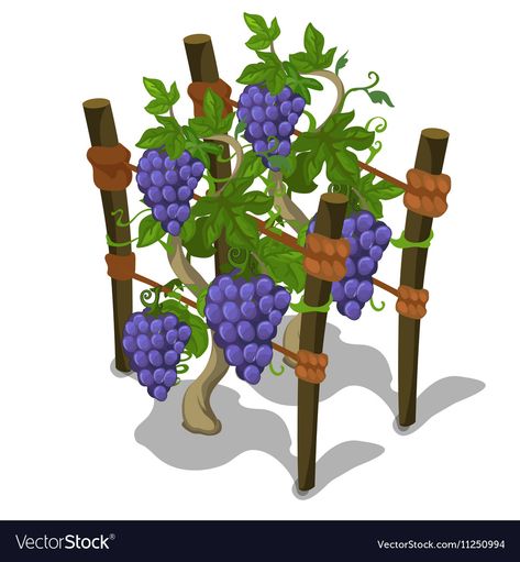 Grape Vector, Grape Tree, Grape Plant, Tropical Fruit, Grape Leaves, Big Picture, Transparent Png, Vector Icons, Planting