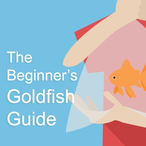 This is THE best guide to goldfish care on the planet.If you’re an overwhelmed beginner wanting someone to show you the ropes, you’ll love this guide.You can build a healthy goldfish community despite having:Zero pet sitting jobs.Zero goldfish-savvy connections.Zero experience keeping fish.I’m going to walk you through How To Take Care Of Goldfish, Goldfish Care, Fancy Goldfish, Fishing Basics, Goldfish Tank, Betta Aquarium, Fishing For Beginners, Pond Life, Fish Care