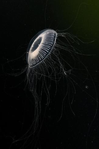 size: 12x8in Photographic Print: Crystal jellyfish in deep water, Norway by Franco Banfi : Ocean Bioluminescence, Aequorea Victoria, Crystal Jellyfish, Jellyfish Pictures, Sea Jellies, Cnidaria, Jellyfish Art, Beautiful Sea Creatures, Aquatic Animals