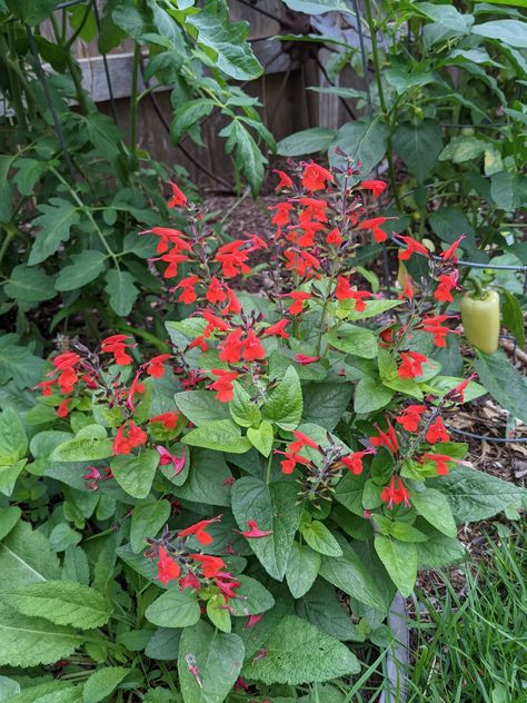 South Texas Landscaping, Tropical Sage, Red Salvia, Flowering Shade Plants, Japanese Maple Varieties, Texas Landscaping, Texas Plants, Texas Native Plants, Texas Garden