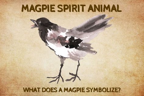 Are you among those people who have been seeing the magpie bird in dreams or meeting it in real life? What symbol or spiritual meaning crosses your mind when you see it? Well, you are Butterfly Spirit Animal, Cat Spirit Animal, Spirit Animal Quiz, Magpie Bird, Animal Quiz, Flying Together, Power Animal, Animal Symbolism, When You See It