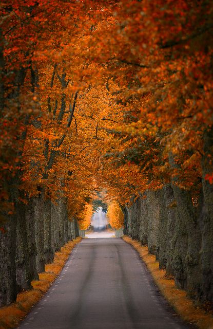 Fall is here by PierrePocs, via Flickr Tree Tunnel, I Love Autumn, Love Autumn, I Love Fall, Fall Is Here, Autumn Beauty, Yellow Leaves, Love Fall, Alam Yang Indah