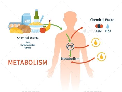 Human Metabolism Vector Banner #Ad #Metabolism, #Human, #Banner, #Vector Protein Metabolism, Basal Metabolic Rate, Chemical Energy, Types Of Diets, Muscle Power, Body Fluid, Daily Energy, Energy Transfer, Skeletal Muscle