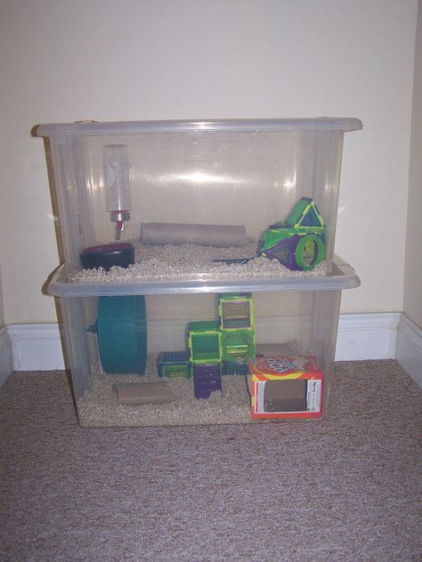 homemade hamster cages | Recent Photos The Commons Getty Collection Galleries World Map App ... Rodent Pets, Bin Cage, Hamster Bin Cage, Pet Rat Cages, Hamster Diy Cage, Gerbil Cages, Guinea Pig Diy, Hamster Diy, Hamster Life