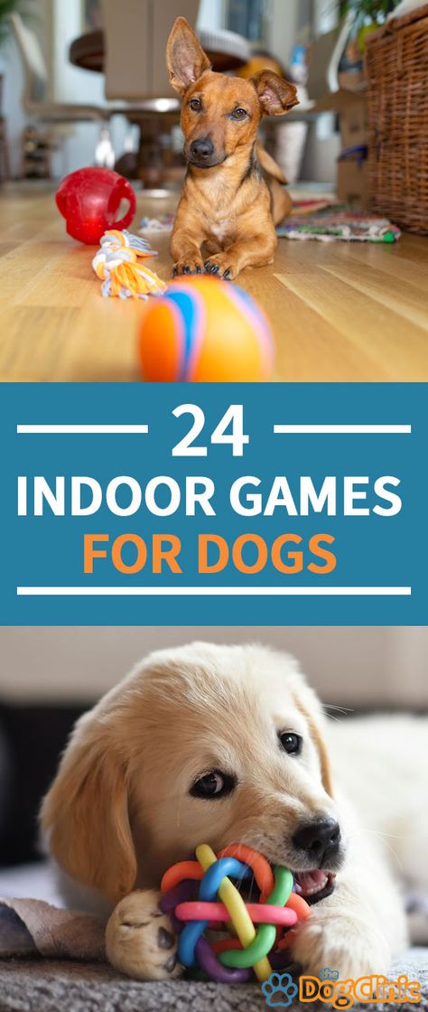 Dog Games Indoor, Activities For Dogs, Games For Dogs, Dog Boredom, Rainy Winter, Fun Indoor Activities, Best Dog Toys, Dog Enrichment, Dog Games