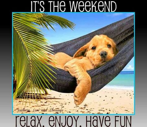 It's The Weekend, Relax. Enjoy. Have Fun weekend weekend quotes weekend pictures… Weekend Images, Slaap Lekker, Beautiful Dogs, Yorkshire Terrier, Mans Best Friend, Dog Accessories, I Love Dogs, Dog Pictures, Dog Life