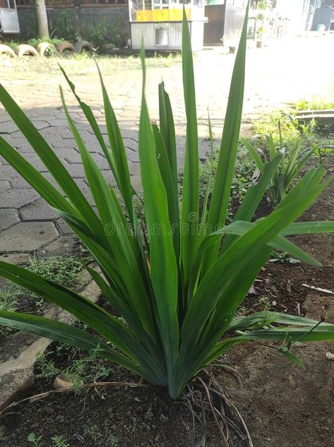 Green Pandan Plant Growing in Garden stock images Pandan Plant, Chicken In Pandan Leaves, Growing Gardens, Leaf Images, Vector Shapes, High Resolution Photos, Lush, Photo Image, Herbs