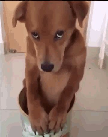 Sorry Sad GIF - Tenor GIF Keyboard - Bring Personality To Your Conversations | Say more with Tenor Guilty Dog, Puppy Dog Eyes, Love My Dog, Cute Puppy Videos, Dog Eyes, Bad Dog, Puppy Eyes, Funny Dog Videos, Dog Face