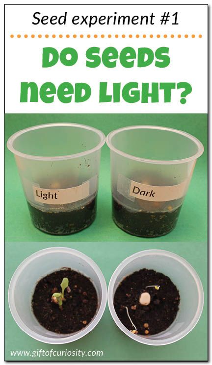 Teach kids about the needs of seeds with this seed experiment that answers the question: "Do seeds need light to grow?" Part 1 in a series of seed experiments from Gift of Curiosity Seed Experiments For Kids, Seed Experiment, Plants Science Experiments, Vetenskapliga Experiment, Plant Experiments, Planting For Kids, Plants Unit, Plant Activities, Stem Challenge