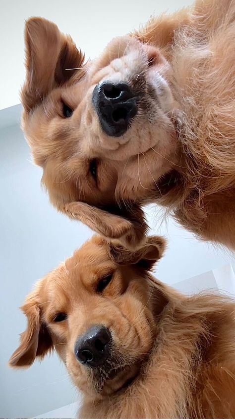 TUCKER | The Golden Retriever on Reels | Tucker Budzyn, Golden Retriever Gif, Big Dogs Breeds, Biggest Dog In The World, Biggest Dog, Cute Fluffy Dogs, Cute Teacup Puppies, Cute Dog Wallpaper