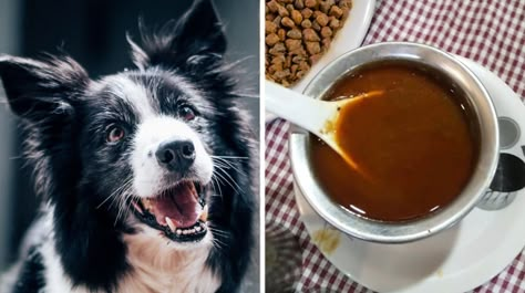 Gravy for Dogs: How to Make Gravy Treats and Meal Toppers for Dogs Gravy For Dogs, Dog Gravy Recipe, Dog Gravy, Healthy Gravy, How To Make Gravy, Diy Dog Food, Make Dog Food, Grain Free Dog Food, Dog Milk