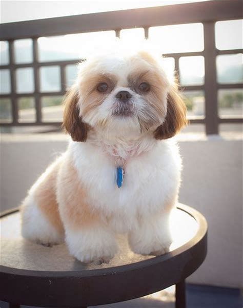 Top 10 Popular Shih Tzu Haircuts (30+ Pictures) | The Paws Shitzu Haircuts, Shih Tzu Hair Styles, Baby Shih Tzu, Psy Chihuahua, Puppy Haircut, Shih Tzu Haircuts, Perro Shih Tzu, Chien Shih Tzu, Shitzu Dogs