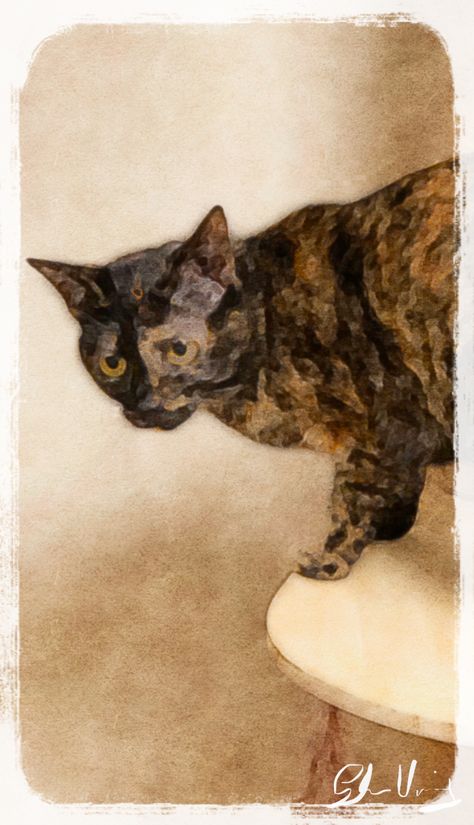 Wasabi Poppy 2019 Tortie Cat Wallpaper, Tortoiseshell Cat Drawing, Tortoiseshell Cat Tattoo, Tortie Cat Art, Tortoiseshell Cat Personality, Cat Portrait Painting, Tortoiseshell Cat, Tortoise Cat, Watercolor Art Paintings