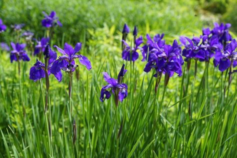 How to grow irises Iris Drawing, Iris Bouquet, Growing Irises, Nails Flowers, Wild Iris, Van Gogh Irises, Iris Art, Iris Painting, Wallpaper Flower