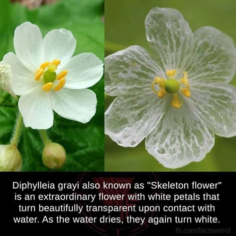 Diphylleia grayi aka "Skeleton flower" Cloning Plants, Diphylleia Grayi, Pretty Flowers Pictures, Skeleton Flower, Pineapple Wallpaper, Goth Garden, Valley Flowers, Flower Guide, Flower Farmer