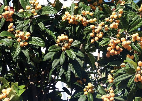 Best Florida Food Forest Plants Loquat Tree, Food Forest Garden, Fruit Bushes, Florida Food, Bald Cypress, Healing Foods, Herbal Teas Recipes, Forest Plants, Food Forest