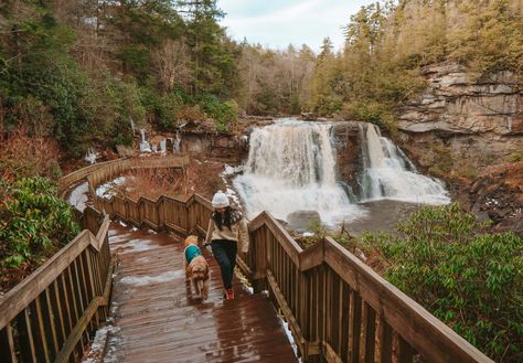 Plan a weekend in Blackwater Falls State Park, West Virginia! Learn about the best hikes, scenic viewpoints, waterfalls, and where to stay. West Virginia Hiking, Virginia Waterfalls, Things To Do In Virginia, Blackwater Falls State Park, Monongahela National Forest, West Virginia Travel, Blackwater Falls, Skyline Drive, Largest Waterfall