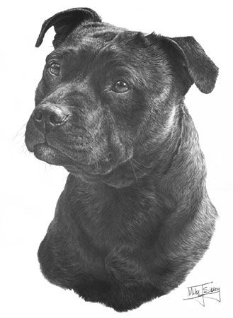 Pitbull Dog Drawing, Dog Pencil Drawing, Dog Portrait Drawing, Drawings Of Animals, Pencil Drawings Of Animals, Dog Prints, Staffordshire Dog, Dog Presents, Canine Art