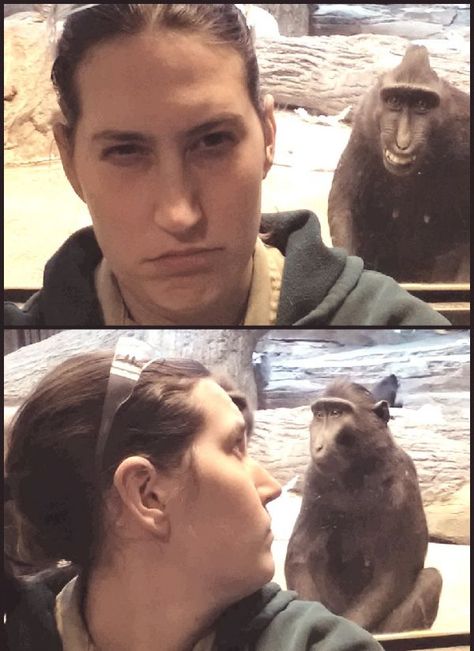 are you mocking me Zoo Keeper, Weird Images, A Monkey, Monkeys Funny, Uss Enterprise, Have A Laugh, Funny Animal Pictures, The Visitors, Animal Photo