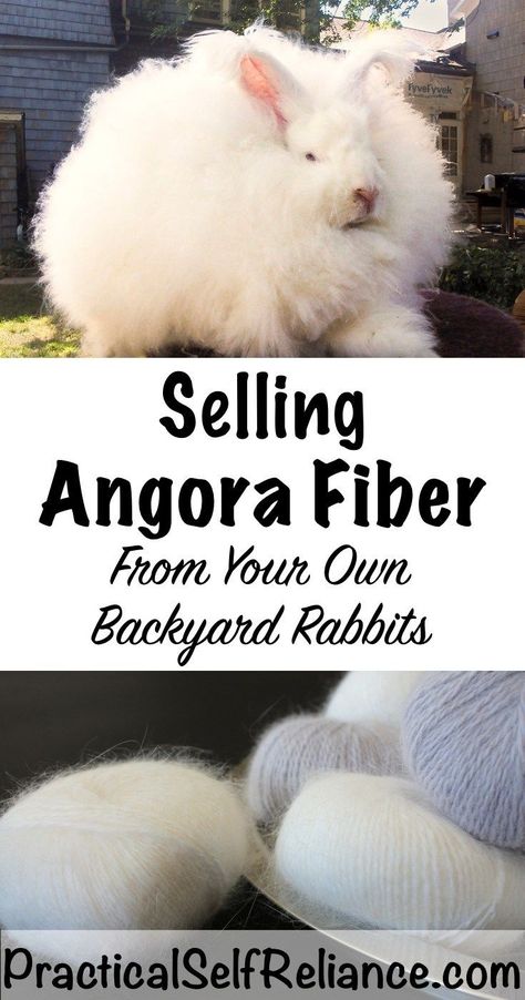 Selling Angora Fiber from Backyard Rabbits #homesteading German Angora Rabbit, French Angora Rabbit, Fiber Farm, Raising Rabbits For Meat, Angora Bunny, Rabbit Farm, Meat Rabbits, Raising Rabbits, Bunny Care