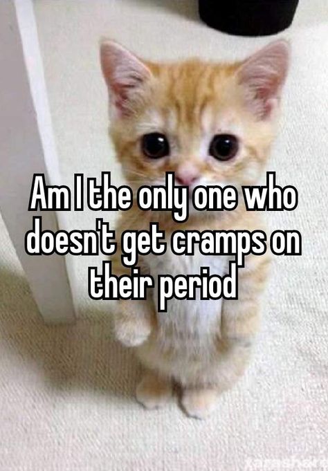 Cat Reaction, Hilarious Images, Father And Girl, Girls Problems, Silly Cats Pictures, Pretty When You Cry, Whisper Funny, Reaction Pics, Online Diary