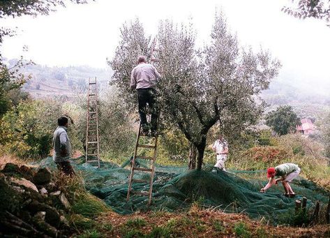 Gardening 101: Olive Tree - Gardenista Italian Olive Grove, Olive Harvesting, Harvest Photography, Olive Picking, Growing Olive Trees, Olive Harvest, Italian Cypress, Italian Job, Photography Italy