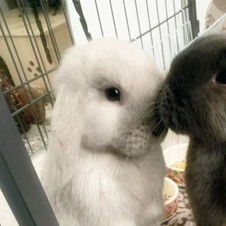 Bunny Matching Pfp, Round Pfp, Cute Bunny Pictures, Bunny Pictures, Couples Icons, Cute Couple Art, Matching Profile Pictures, Matching Pfps, Couple Art