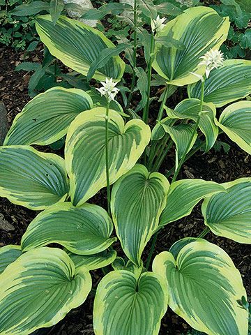 'Aureomarginata' Different Types Of Hostas, Large Hosta Varieties, August Moon Hosta, Hosta June, Plants Outside, Hosta August Moon, Easy Perennials, Flowers Lavender, Hosta Varieties