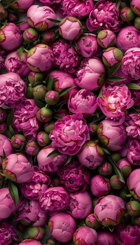 Peonies And Hydrangeas, Peony Wallpaper, Floral Wallpaper Iphone, Floral Wallpaper Phone, Pretty Phone Wallpaper, Nothing But Flowers, Spring Wallpaper, Flower Therapy, Flower Phone Wallpaper