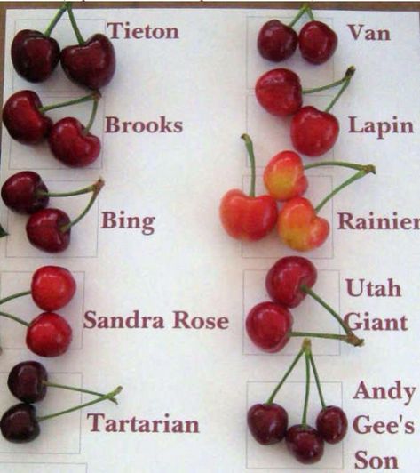 Picture Health Benefits Of Cherries, Types Of Cherries, Fruits And Vegetables List, Green Tea Benefits, Cherry Recipes, Food Charts, Food Info, Essential Nutrients, Exotic Fruit