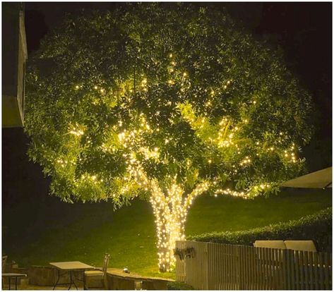 Outdoor Tree Lighting, Backyard Upgrades, Tall Shrubs, Outdoor Trees, Backyard Paradise, Raised Planter, Concrete Pavers, Backyard Diy Projects, Backyard Projects