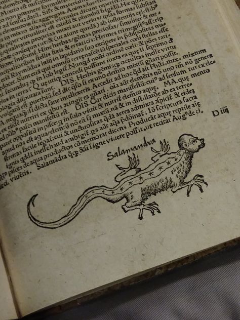 Salamander From Margarita philosophica (1503). Salamander Tattoo, Alchemy Art, Ink Ideas, Alchemy, Art Inspo, Tatting, Tattoos, Quick Saves, Art