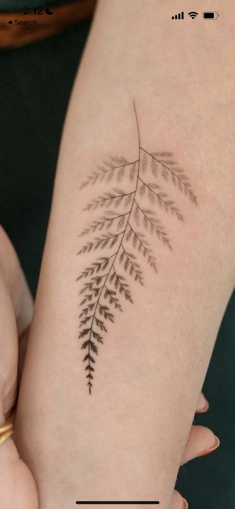 Flowers And Ferns Tattoo, Mimosa Pudica Drawing, Fern Tree Tattoo, Asparagus Fern Tattoo, Ferm Tattoos, Water Sleeve Tattoo Women, Fern Tattoo Linework, Pnw Fern Tattoo, Fern Tattoo Back Of Arm