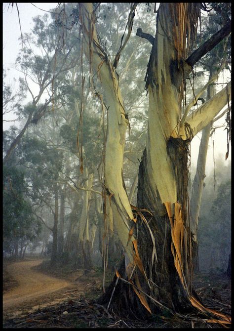 Stately gums | Photo.net Australian Colours, Painting Colour, Australia Landscape, Australian Trees, Tree Of Life Painting, Eucalyptus Tree, Australian Flora, Old Tree, Old Trees