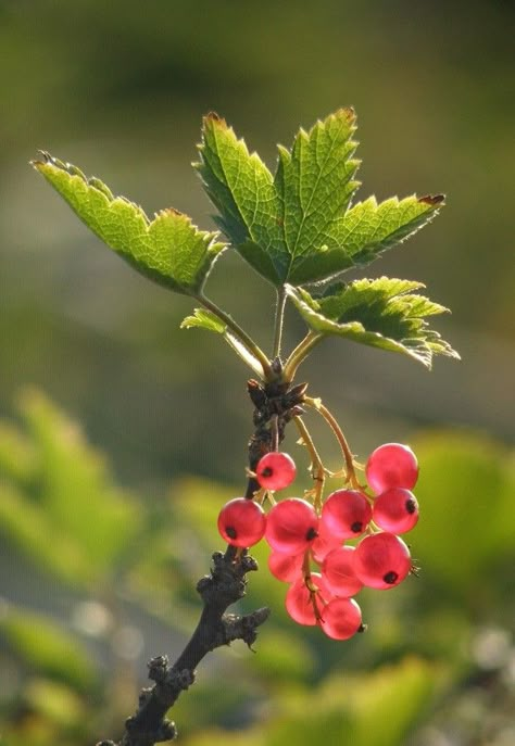 Berries Photography, Art Deco Logo, Fruit Wallpaper, Red Currant, Fruit Photography, Beautiful Fruits, Airbrush Art, Fruit Art, Arte Floral