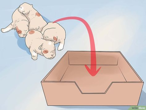 How to Help Your Dog Whelp or Deliver Puppies (with Pictures) Dog Having Puppies, Having Puppies, Whelping Puppies, Puppy Formula, Medication For Dogs, Newborn Puppies, Pregnant Dog, Old Towels, Puppy Chow