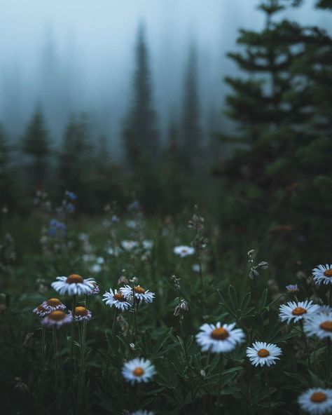 Dark Forest Aesthetic, Forest Core, Dark Nature Aesthetic, Foggy Forest, Dark Flowers, Spring Mood, Forest Flowers, Spring Aesthetic, Dark Forest