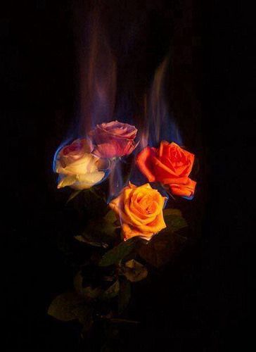 Wallpaper Mawar, Rose On Fire, Burning Flowers, Burning Rose, Wallpaper Estetika, Aesthetic Roses, Fire Photography, Rosé Aesthetic, Fire Art