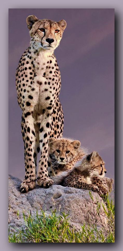 Cheetah Family, Big Cat Family, Exotic Cats, Born Free, Cat Family, Cat Photography, Cheetahs, Special Girl, Large Cats