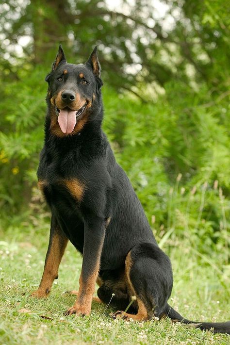 English Foxhound, Canaan Dog, Swedish Vallhund, Rare Dogs, Rare Dog Breeds, Hairless Dog, Catahoula Leopard Dog, Leopard Dog, The Fox And The Hound