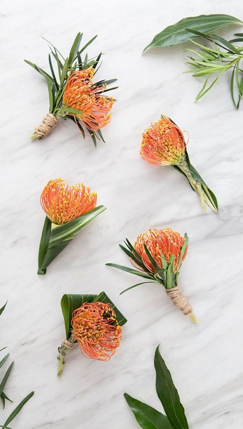 Check out these awesome pin cushion protea boutonnieres! Protea Boutonniere, Pin Cushion Protea, Protea Bouquet, Tropical Wedding Decor, Exotic Wedding, Wholesale Flowers Wedding, Tropical Wedding Flowers, Wedding Dress Ideas, Unique Wedding Flowers