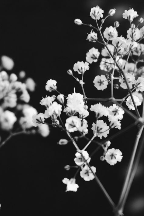 Monochrome Aesthetic, Wallpaper Estetika, Black And White Photo Wall, Black And White Picture Wall, White Plants, Have Inspiration, Black And White Flowers, Black And White Wallpaper, Aesthetic Black