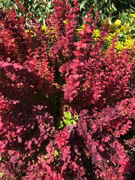 How to Grow and Care for Japanese barberry 'Orange Rocket' Orange Rocket Barberry, Japanese Barberry, Identify Plant, Root Rot, Low Maintenance Plants, Companion Planting, Drought Tolerant, The Plant, All Plants